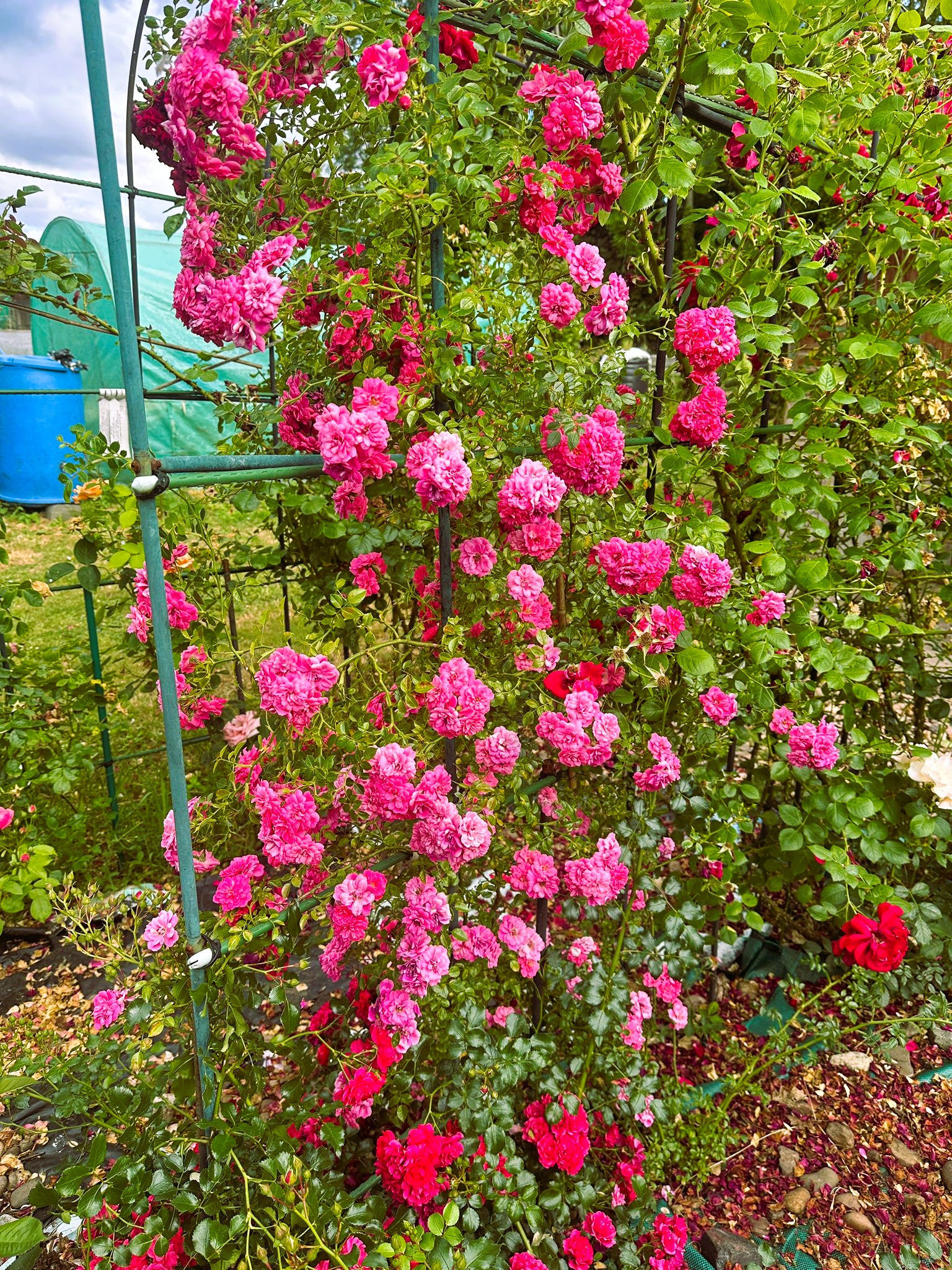 Pink roses